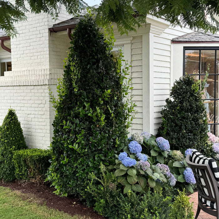 Japanese Blueberry Bush Form, Elaeocarpus Decipiens