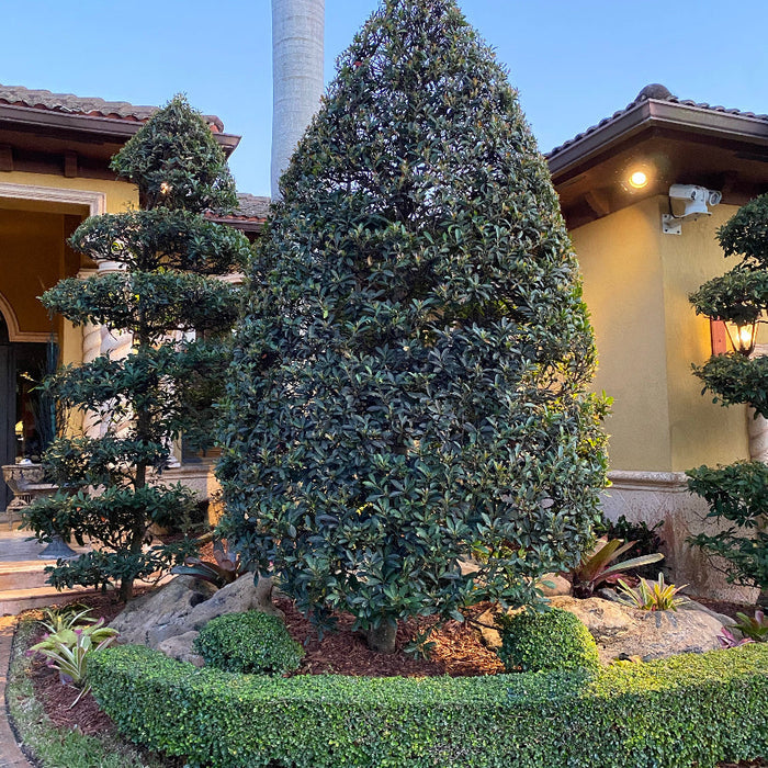 A Japanese Blueberry Tree with a tall, conical shape and bright green foliage, located in front of a stone wall.