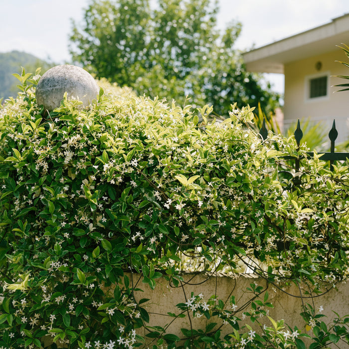 Jasmine Confederate, Vining Plant in Trellis