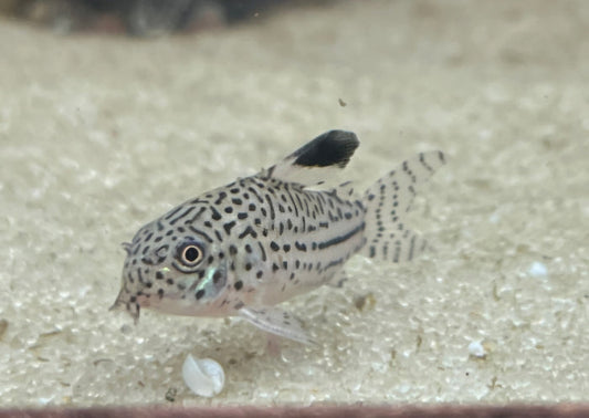 julii corydora on a sandy substrate