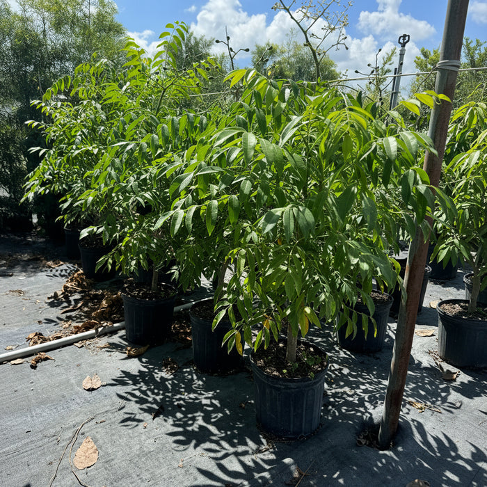 June Plum Fruit Tree, Spondias dulcis
in a 7gal pot in full sun