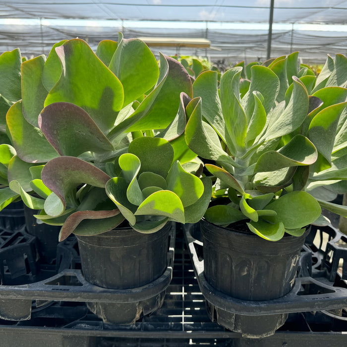 Kalanchoe Cactus, Thyrsiflora 'Flapjacks' in a 6in pot in trays