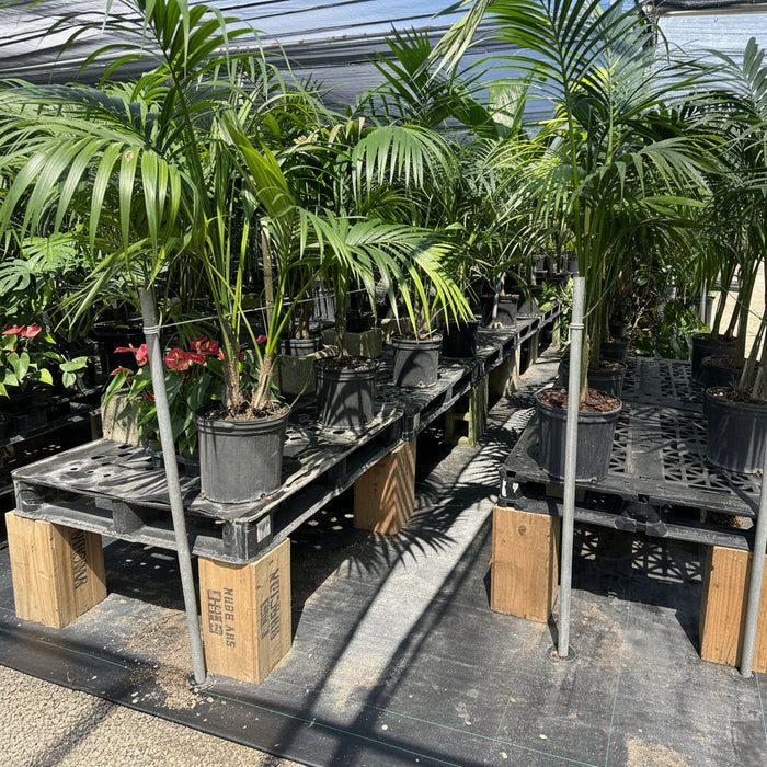Kentia Palm Double, Howea Forsteriana in 5 gallon black grower pots elevated on wooden pallets within a sunlit shade house nursery setting, featuring their characteristic elegant, clustering upright habit and lush, dark green feathery fronds, ideal for adding a sophisticated and relaxing tropical accent to your home interior or shaded patio.