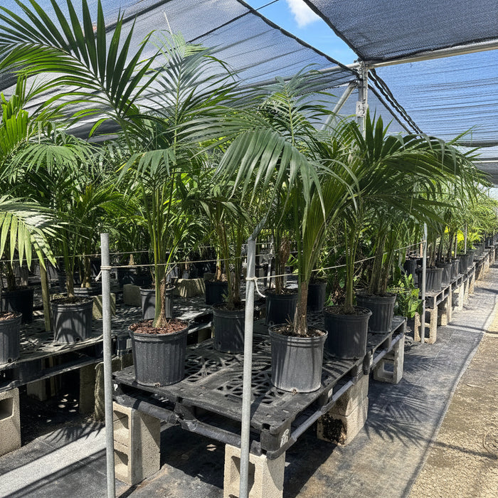 Kentia Palm Double, Howea Forsteriana in 5 gallon black grower pots alongside other lush tropical plants on a sunlit patio against a clear blue sky, featuring its characteristic elegant, clustering upright habit and dark green feathery fronds, ideal for creating a relaxing and vibrant tropical oasis in your outdoor living space.