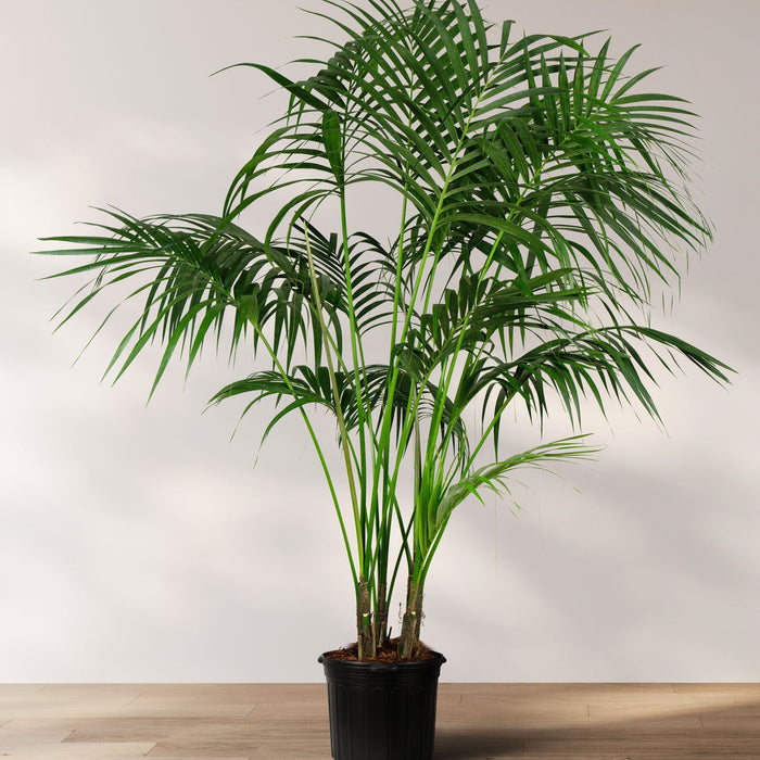 Kentia Palm Double, Howea Forsteriana in a 2 gallon black grower pot positioned on a light wood floor against a plain white wall, featuring its characteristic elegant, clustering upright habit and lush, dark green feathery fronds, ideal for creating a bold tropical statement in your indoor living space.