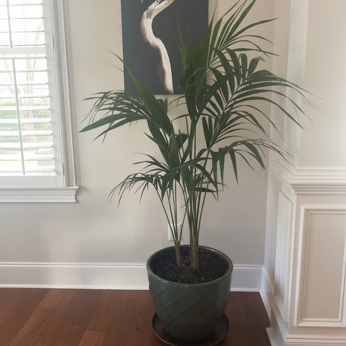 Kentia Palm Double, Howea Forsteriana in a sleek grey-green ceramic pot situated on a warm hardwood floor next to a bright window with white shutters, featuring its characteristic elegant, clustering upright habit and lush, dark green feathery fronds against a classic white wainscoted wall, ideal for creating a sophisticated and relaxing tropical haven in your home interior.