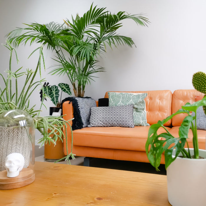 Kentia Palm Double, Howea Forsteriana situated behind a vibrant orange leather tufted sofa in a bright, contemporary living room, featuring its characteristic elegant, clustering upright habit and lush, dark green feathery fronds, beautifully complemented by a wooden coffee table and eclectic decor in the foreground, ideal for creating a sophisticated and relaxing tropical haven in your home interior.
