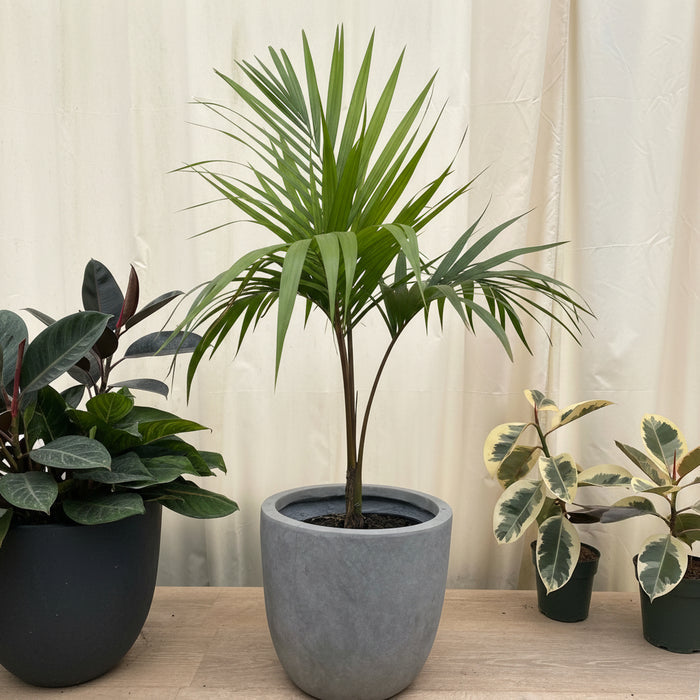 Kentia Palm Single Stem, Howea Forsteriana in a modern grey planter situated on a light wood floor against a softly draped light backdrop, featuring its characteristic slender green trunk and elegantly arching dark green feathery fronds alongside a variegated rubber plant, ideal for creating a sophisticated and relaxing tropical accent in your home interior.