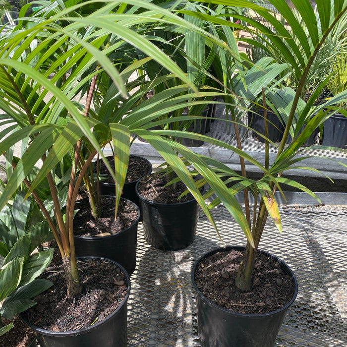 Kentia Palm Single Stem, Howea Forsteriana in 5 gallon black grower pots elevated on slatted metal benches within a sunlit shade house nursery setting, featuring their characteristic slender stems, upright habit, and lush, feathery green fronds, ideal for adding a sophisticated and relaxing tropical accent to your home interior or shaded patio.