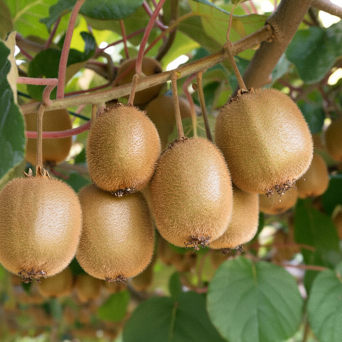 A close-up view of a cluster of fuzzy, brown kiwi fruits hanging from a branch surrounded by large green leaves in a natural outdoor setting.