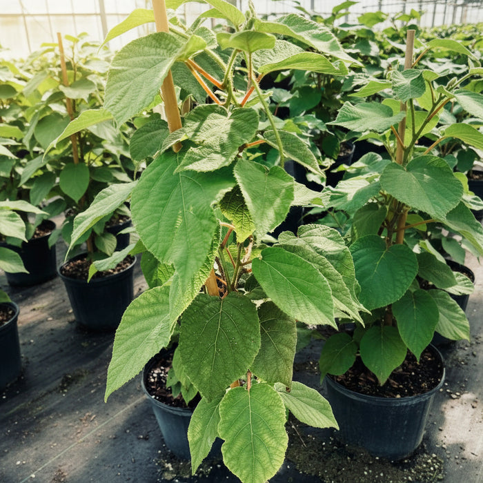 Young potted kiwi fruit trees featuring large, broad, vibrant green leaves, supported by bamboo stakes and growing in black nursery pots