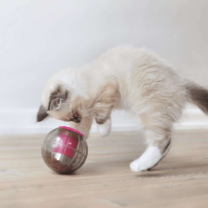Ragdoll kitten playing with a Kruuse Catmosphere treat dispenser, with a pink trim and transparent body with cat treats visible inside.