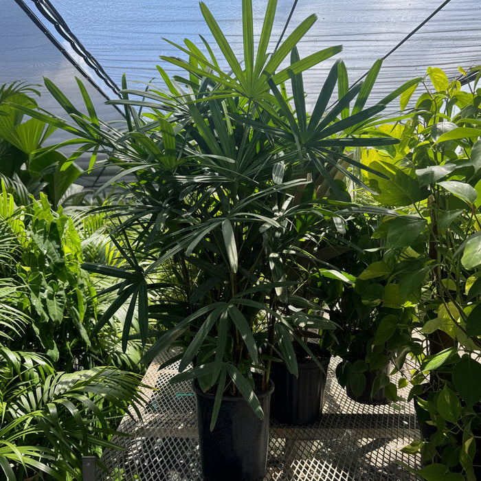 Lady Palm, Rhapis Excelsa, Indoor Queen Palm in a black grower pot with dense, dark green broadleaf fronds, ideal for an elegant houseplant collection or sun-drenched patio.