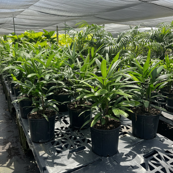 Lady Palm, Rhapis Excelsa, Indoor Queen Palm in black grower pots with dense, dark green broadleaf fronds, ideal for an elegant houseplant collection or sun-drenched patio.