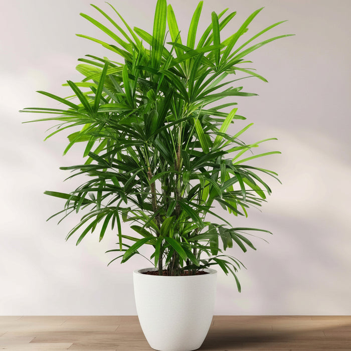 Lady Palm, Rhapis Excelsa, Indoor Queen Palm in a 2 gallon  black grower pot with dense, vibrant green broadleaf fronds, ideal for an elegant houseplant collection or bringing a lush tropical feel indoors.