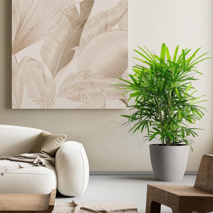 Lady Palm, Rhapis Excelsa, Indoor Queen Palm in a light grey decorative planter with dense, vibrant green broadleaf fronds, ideal for an elegant houseplant collection or bringing a lush tropical feel indoors.
