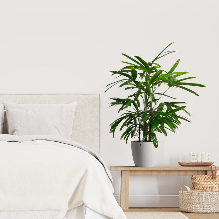 Lady Palm, Rhapis Excelsa, Indoor Queen Palm in a white decorative pot with lush green broadleaf fronds, ideal for bringing a lush tropical feel indoors to bright bedrooms and elegant interior spaces.
