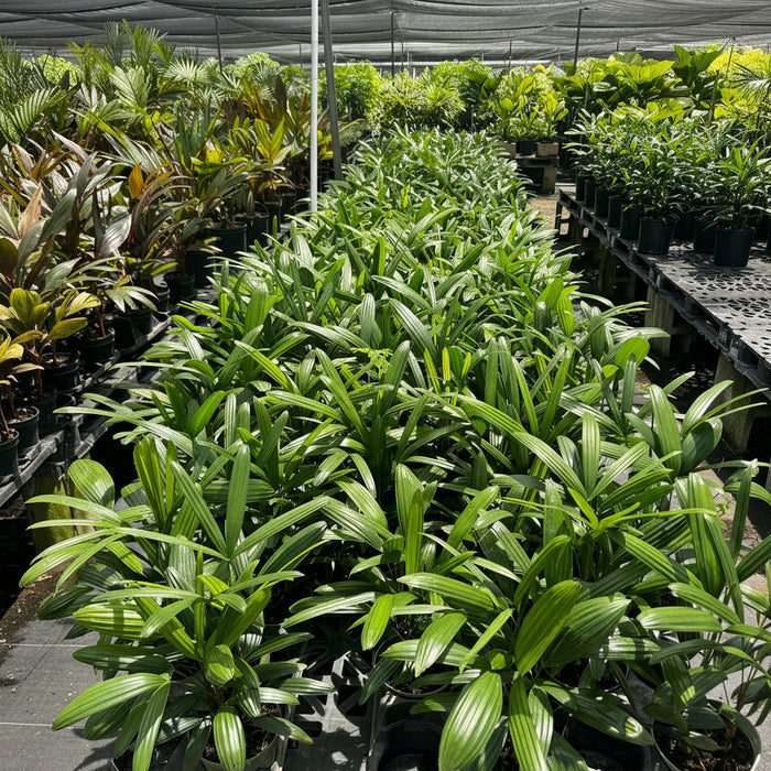 6in Pot, 17-20in