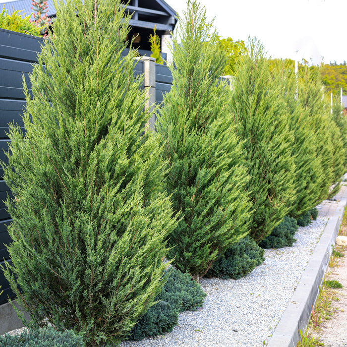 Leyland Cypress Fastest Growing Tree
planted in the ground in a row outdoors