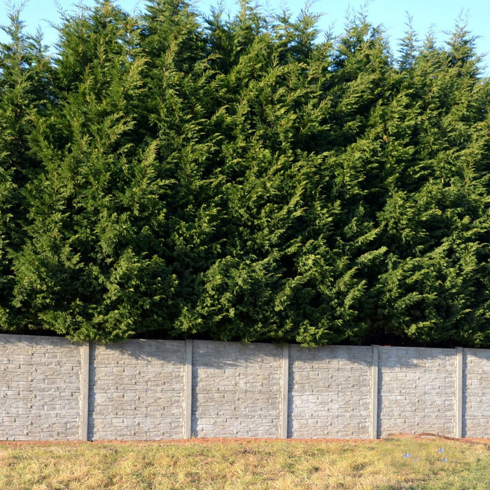 Leyland Cypress Fastest Growing Tree