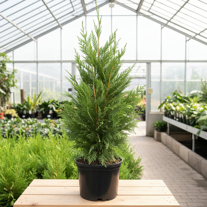 Leyland Cypress Fastest Growing Tree close view