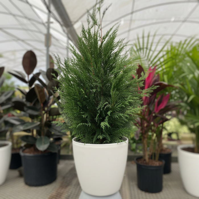 Leyland Cypress Fastest Growing Tree in a white pot