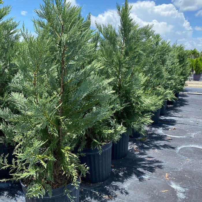 Leyland Cypress Fastest Growing Tree group