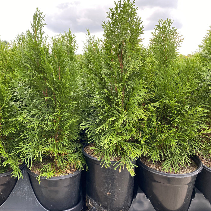 Leyland Cypress Fastest Growing Tree front view
