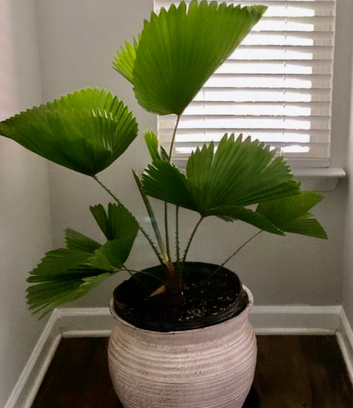 Licuala Grandis Fan Palm Tree, Rare and Exotic in a textured white decorative pot near a window, featuring striking, oversized circular pleated fan-shaped green leaves, ideal for bringing a unique and elegant tropical feel to indoor spaces.