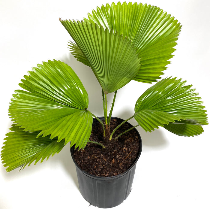 Licuala Grandis Fan Palm Tree, Rare and Exotic shown from a slightly elevated angle in a black grower pot, displaying its striking, oversized circular pleated fan-shaped green leaves, ideal for a unique focal point in indoor spaces.