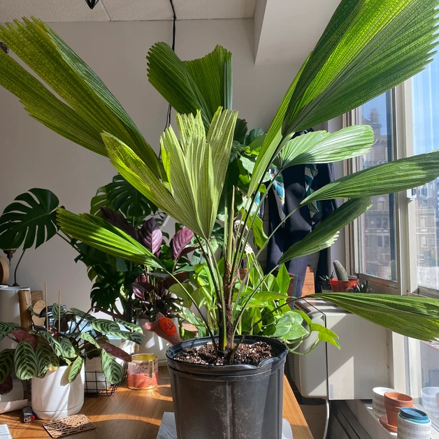 Licuala Grandis Fan Palm Tree, Rare and Exotic in a 2 gallon black grower pot on a sunlit table alongside other houseplants, featuring striking, oversized circular pleated fan-shaped green leaves, ideal for a unique focal point in indoor spaces.