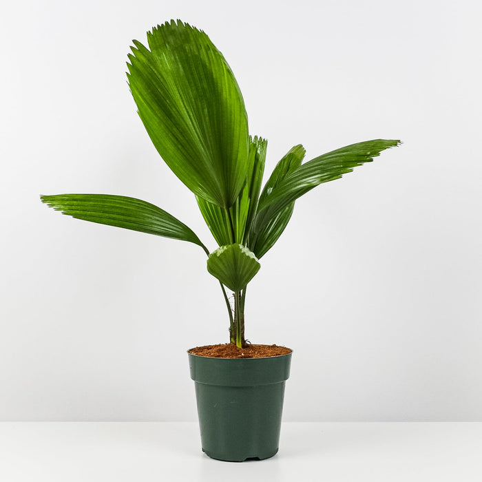 Licuala Grandis Fan Palm Tree, Rare and Exotic in a 1 gallon dark green grower pot against a plain white background, featuring striking, oversized circular pleated fan-shaped green leaves, ideal for a unique focal point in indoor spaces.