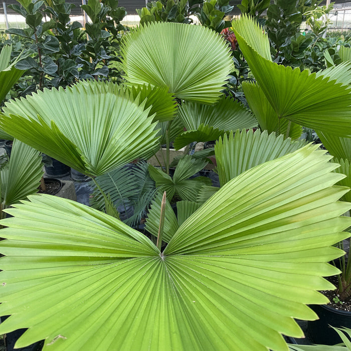 Close-up of Licuala Grandis Fan Palm Tree, Rare and Exotic featuring striking, oversized circular pleated fan-shaped vibrant green leaves, ideal for bringing a unique and elegant tropical feel to indoor spaces.