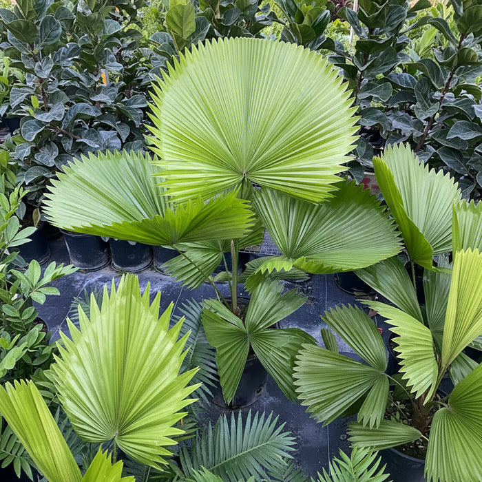 Licuala Grandis Fan Palm Tree, Rare and Exotic in a nursery setting, featuring a stunning, oversized circular pleated fan-shaped bright green leaf, ideal for bringing a unique and elegant tropical feel to indoor spaces.