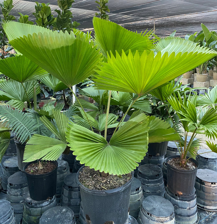 Licuala Grandis Fan Palm Tree, Rare and Exotic in 2 gallon black grower pots within a nursery setting, featuring striking, oversized circular pleated fan-shaped green leaves, ideal for bringing a unique and elegant tropical feel to indoor spaces.