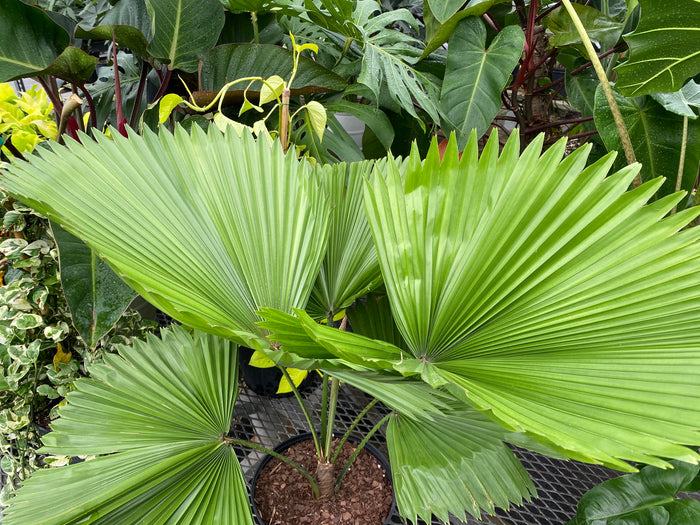 Licuala Grandis Fan Palm Tree, Rare and Exotic in a 2 gallon black grower pot on a metal nursery bench, featuring striking, oversized circular pleated fan-shaped bright green leaves, ideal for bringing a unique and elegant tropical feel to indoor spaces.