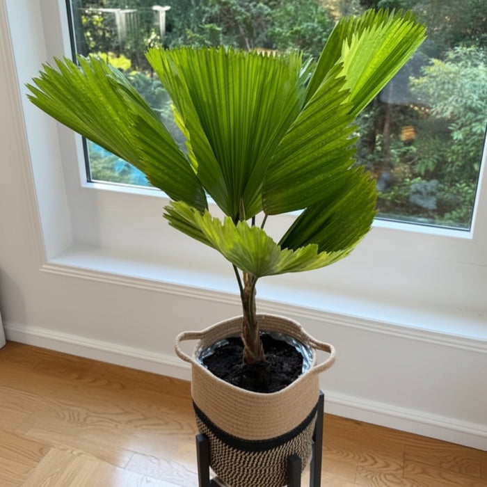 2gal Pot, 24-27in