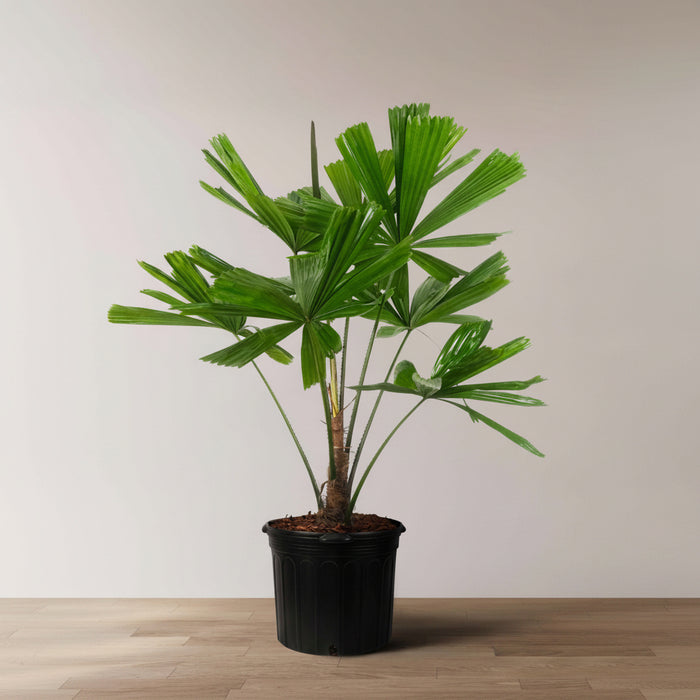 Licuala Ramsayii Palm Tree, Split Leaves in a 5 gallon black grower pot positioned on a light wood floor against a plain white wall, featuring its unique dark-green split fan leaves and slender trunk, ideal for creating an elegant tropical statement in your indoor living space.