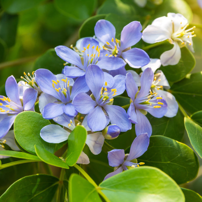 Lignum Vitae Guaiacum Officinale Flowering Tree of Life Close-up of purple and white flowers with green leaves