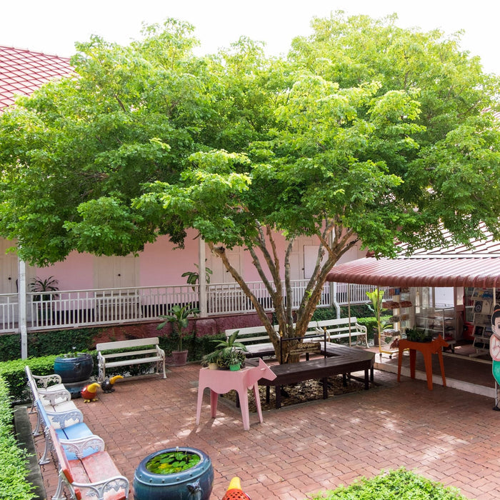 mature Large Lignum Vitae Guaiacum Officinale Flowering Tree of Life nursery planted in patio