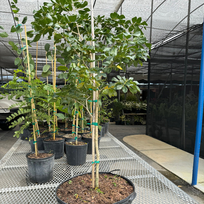 Lignum Vitae Guaiacum Officinale Flowering Tree of Life nursery pot 7gal