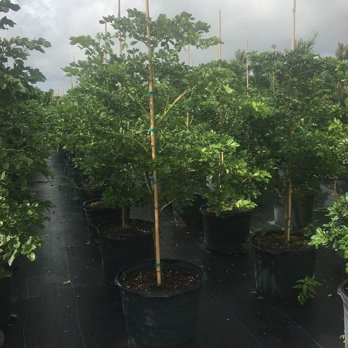Lignum Vitae Guaiacum Officinale Flowering Tree of Life nursery pot 7gal
