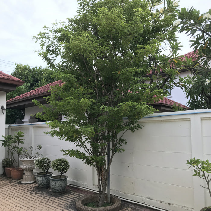 Lignum Vitae Guaiacum Officinale Flowering Tree of Life planted in ground