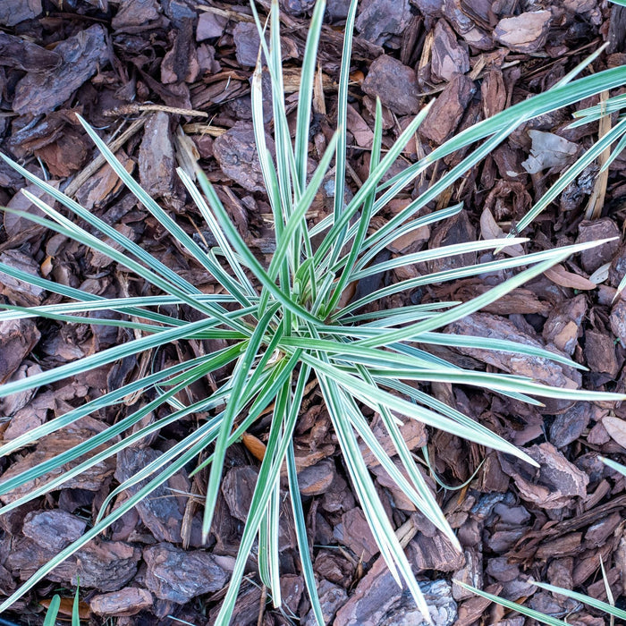 upper view of Liriope Muscari Aztec Variegated, Monkey Grass outside