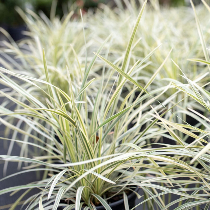 close view of Liriope Muscari Aztec Variegated, Monkey Grass