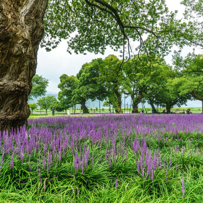 Liriope Purple flowers in a field with large trees and greenery in the background