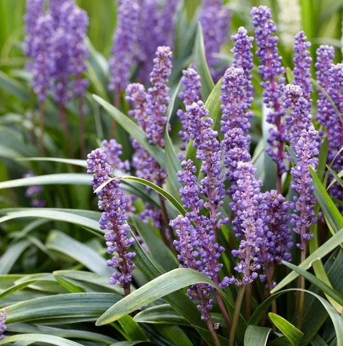 Liriope Muscari Super Blue Lilyturf, Monkey Grass