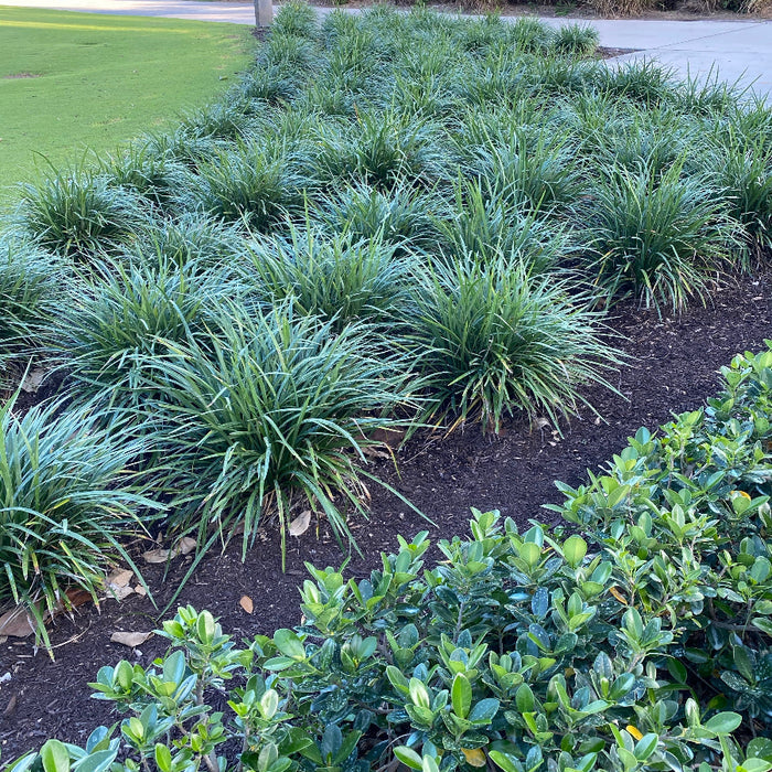 Liriope Muscari Super Blue Lilyturf, Monkey Grass