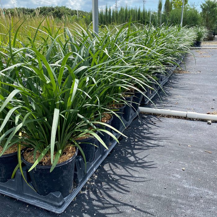 Liriope Muscari Super Blue Lilyturf, Monkey Grass