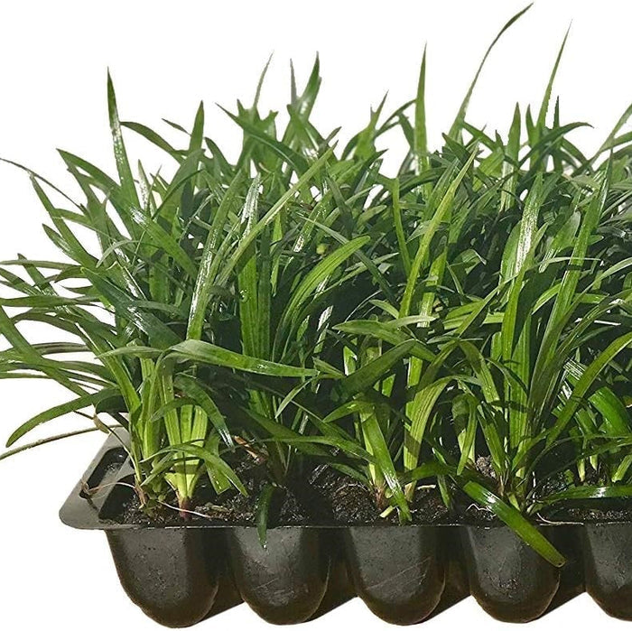 Liriope Muscari Super Blue Lilyturf, Monkey Grass